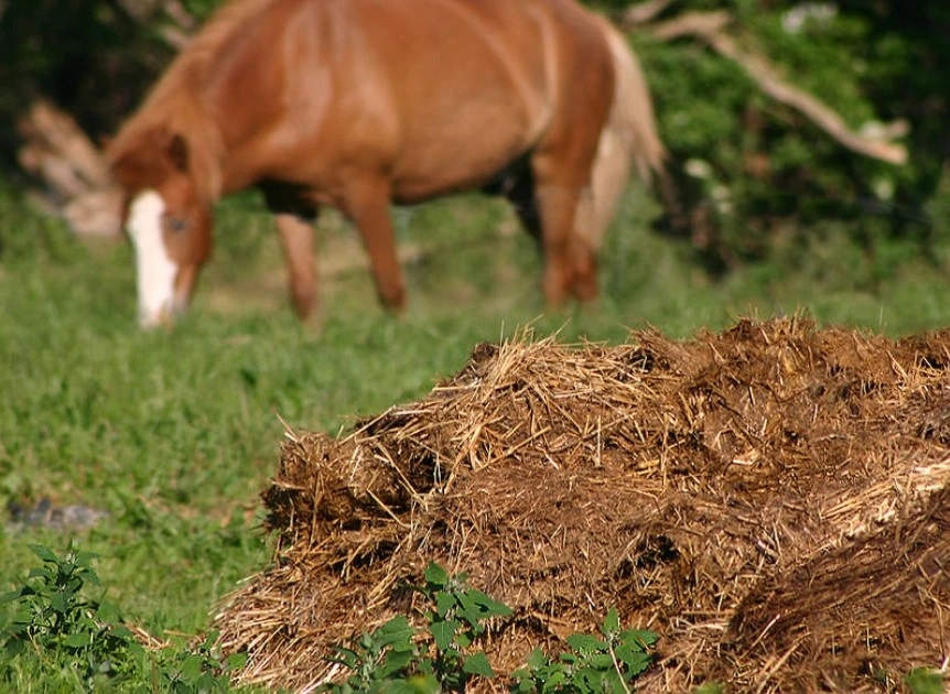 Horse manure