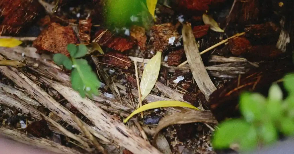 cedar mulch