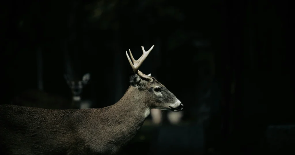 keep deer out of garden