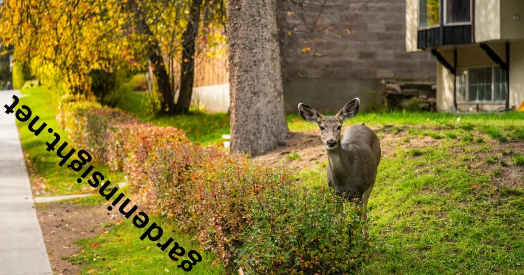 keep deer out of garden