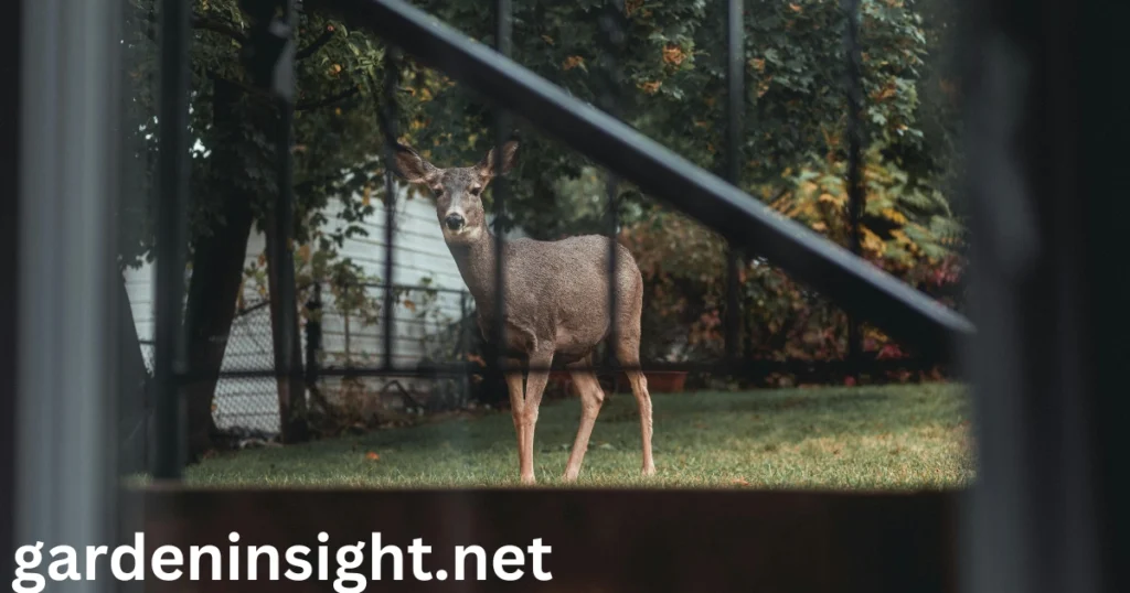 keep deer out of garden