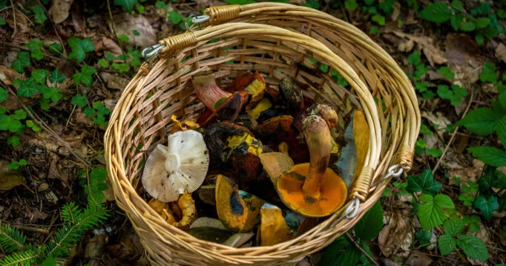 Mushroom compost