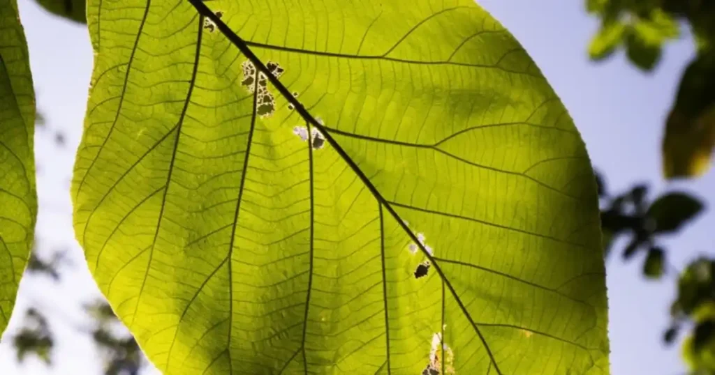 Hydrangea Need Pest Control