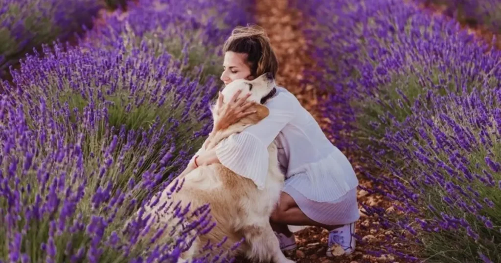 Lavender Toxic to Dogs