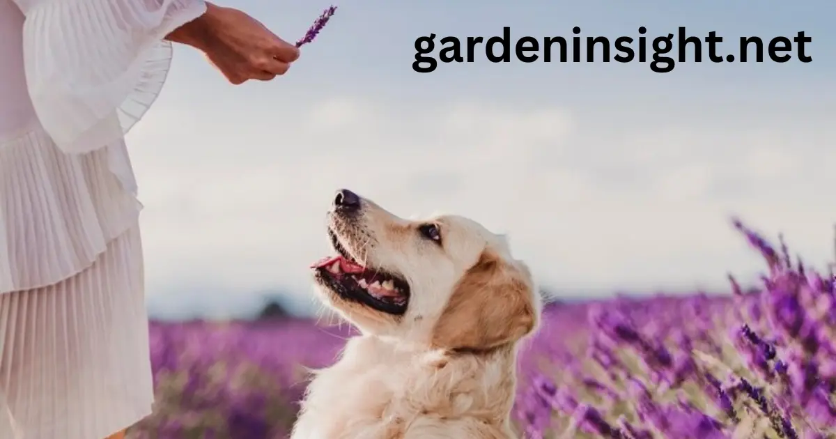 Lavender Toxic to Dogs