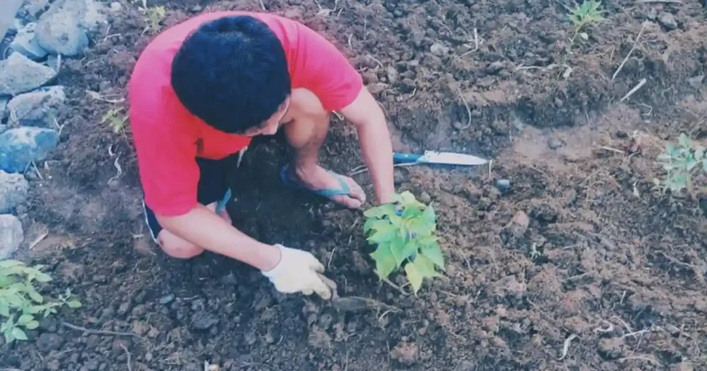 Gardening vegetables