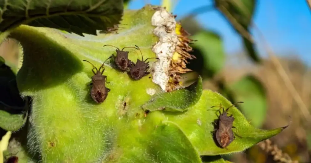 scabies from gardening