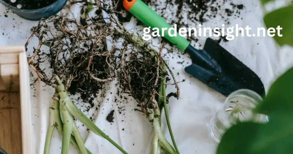 clean gardening tools