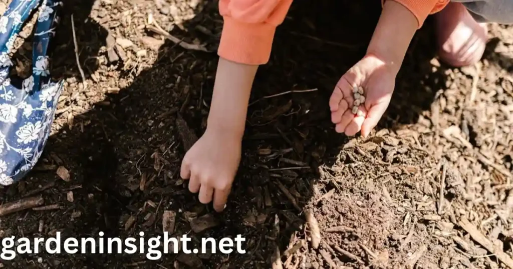 seeding in gardening