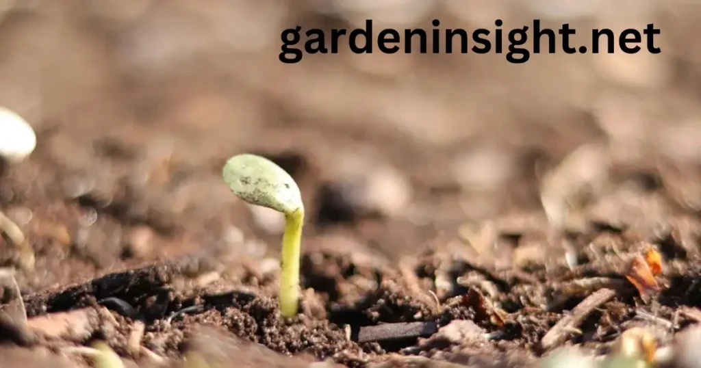 seeding in gardening