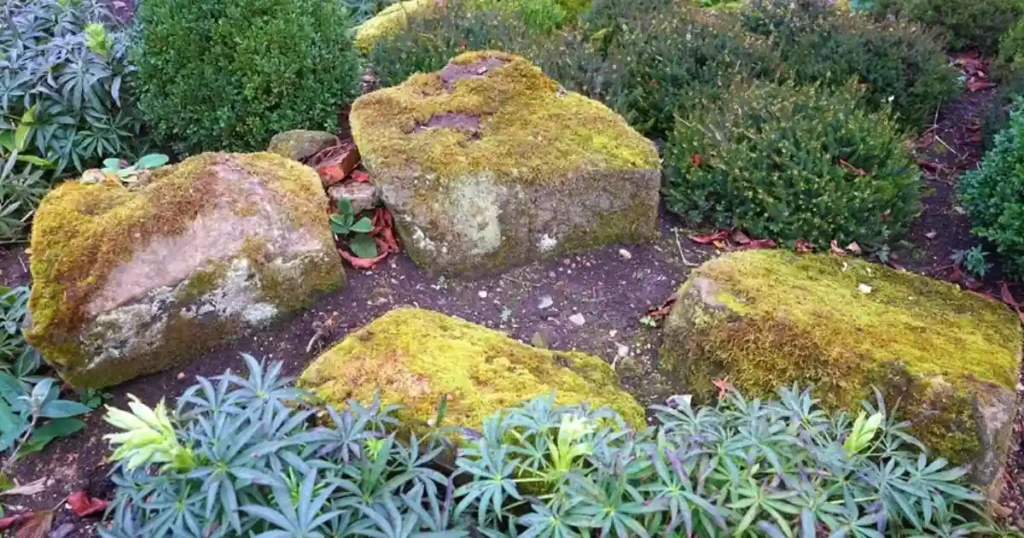 rock gardening