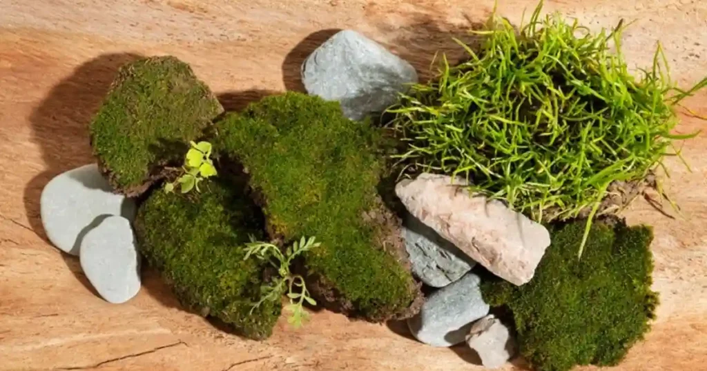 rock gardening