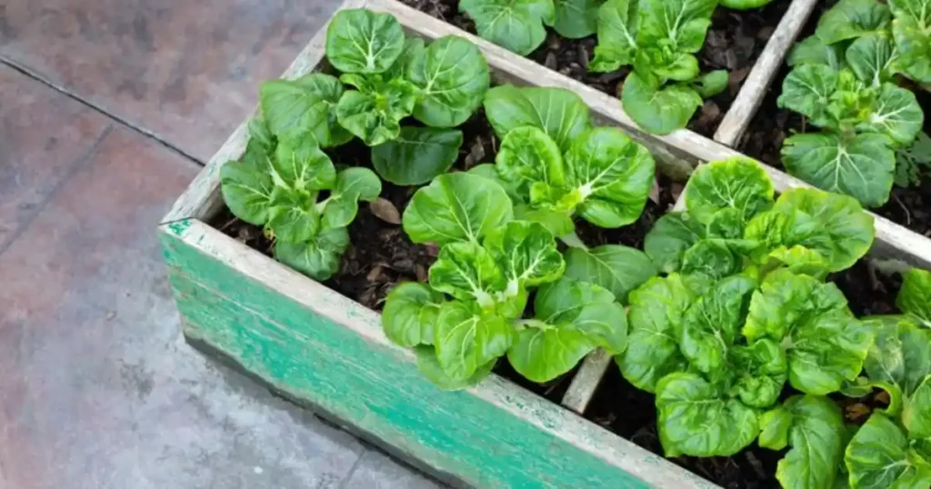 square foot gardening