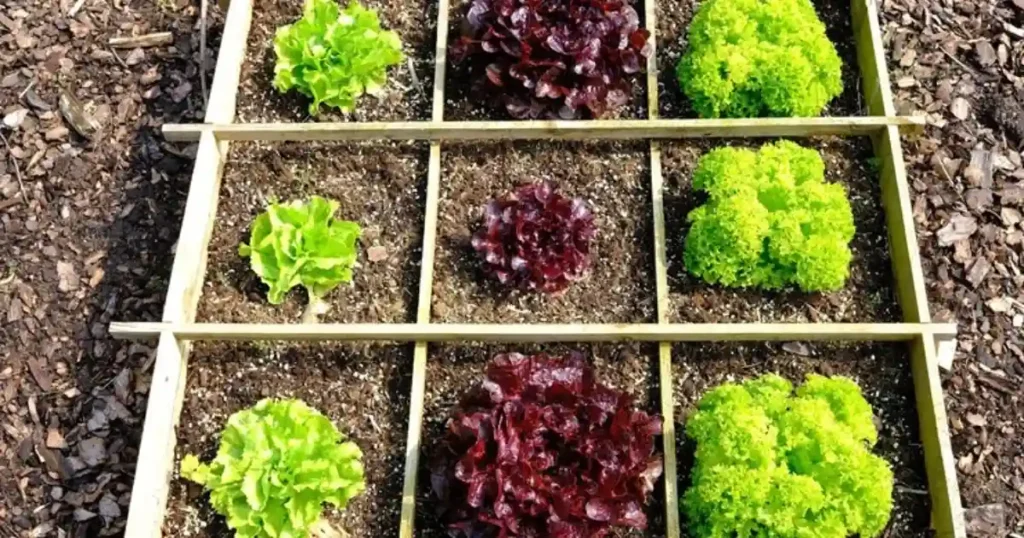 square foot gardening