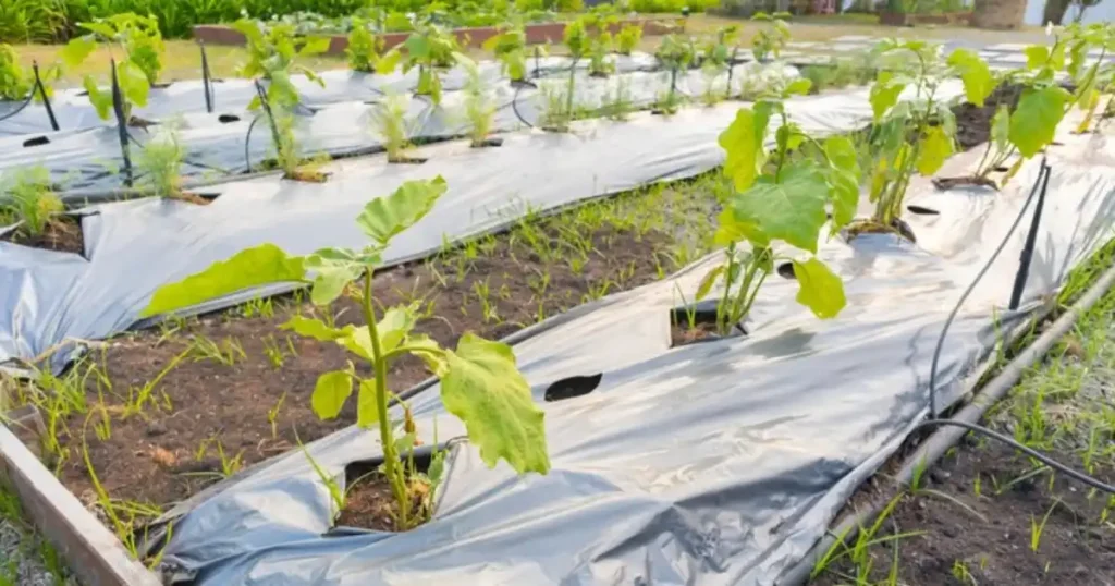 Vertical gardening