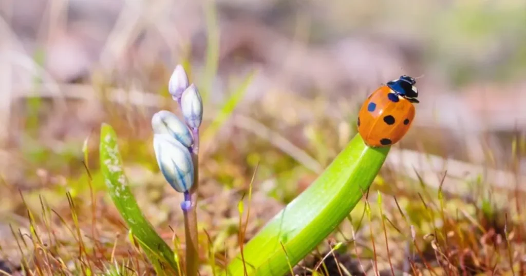 Ladybugs Harmful to Plants