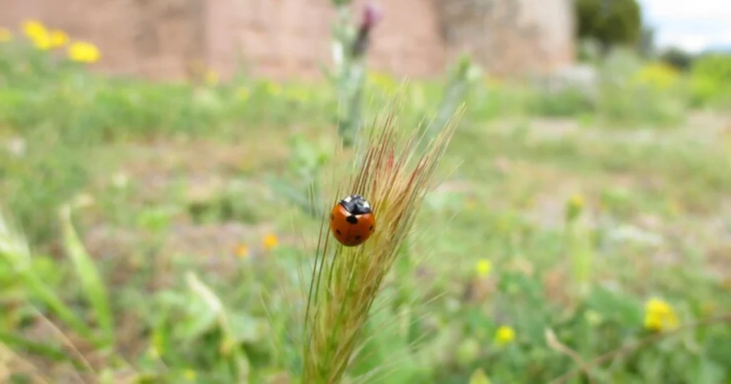 Ladybugs Harmful to Plants