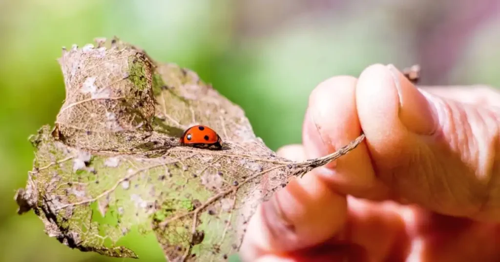 Ladybugs Harmful to Plants