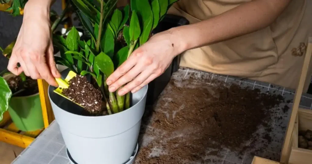 Garden Soil for Indoor Plants