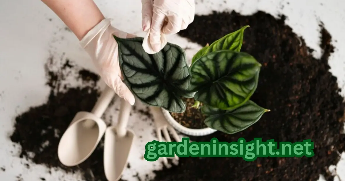 Garden Soil for Indoor Plants