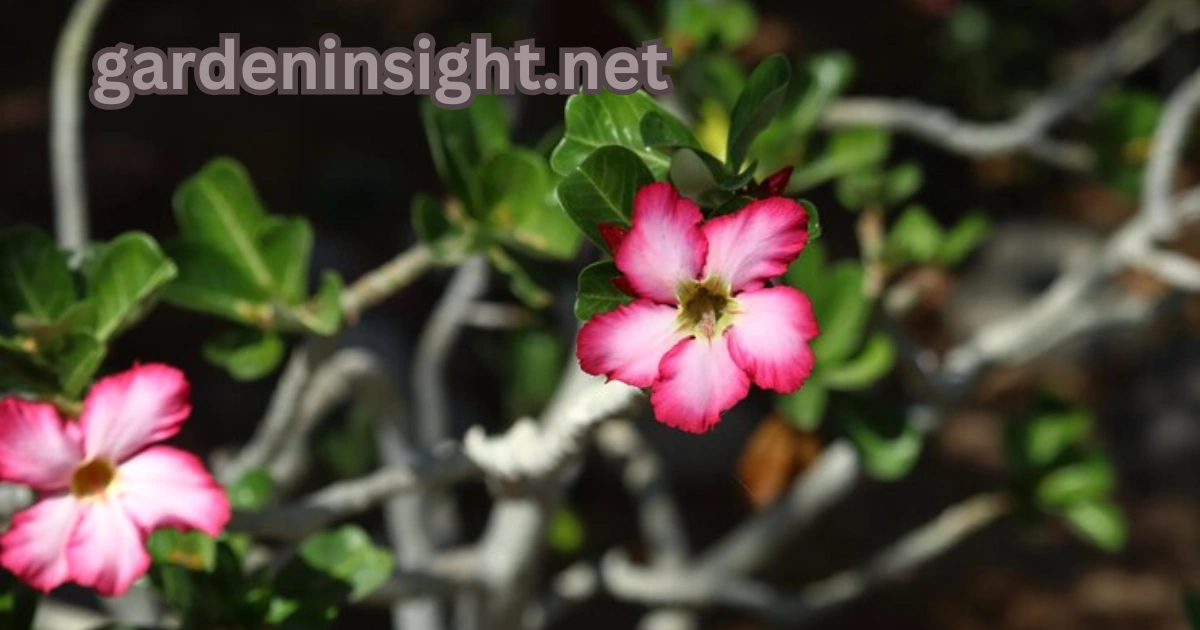 Desert Roses Poisonous to Cats