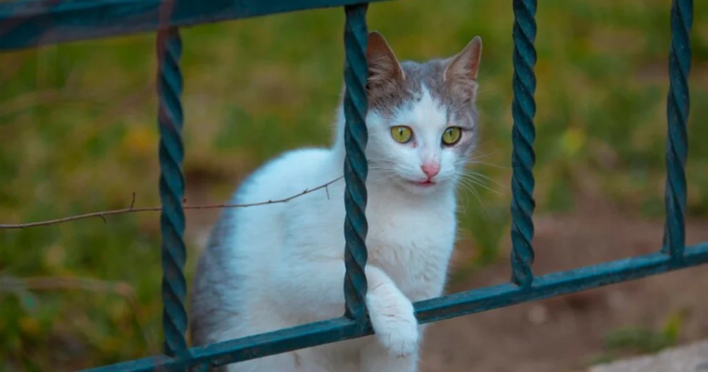 Desert Roses Poisonous to Cats