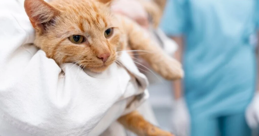 Desert Roses Poisonous to Cats