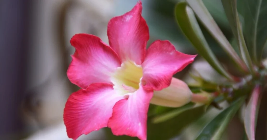 Desert Roses Poisonous to Cats