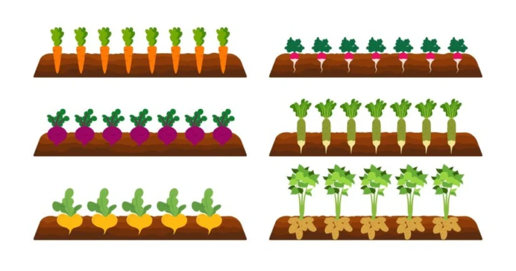 Garden row spacing