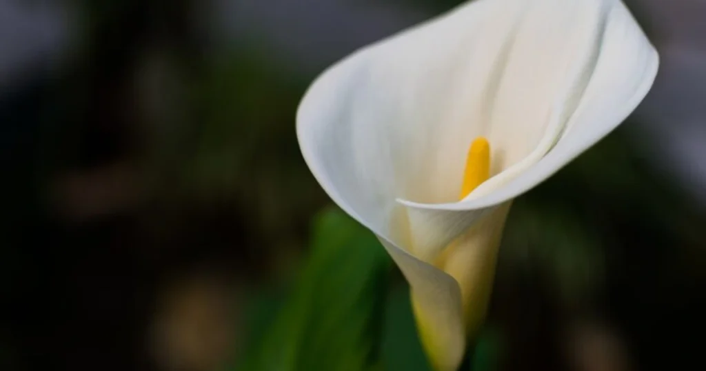 Potted Calla Lilies Last