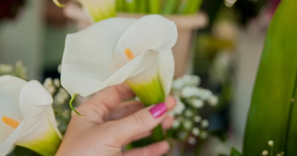 Potted Calla Lilies Last