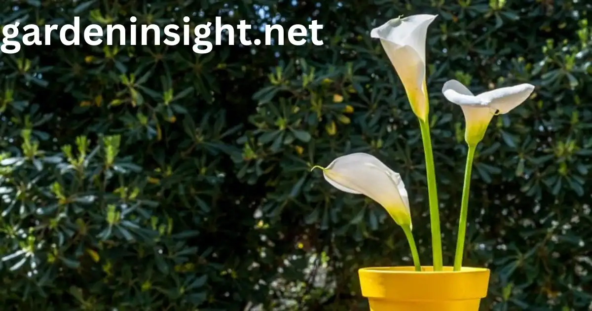 Potted Calla Lilies Last