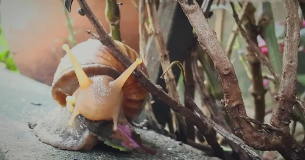 Garden snails