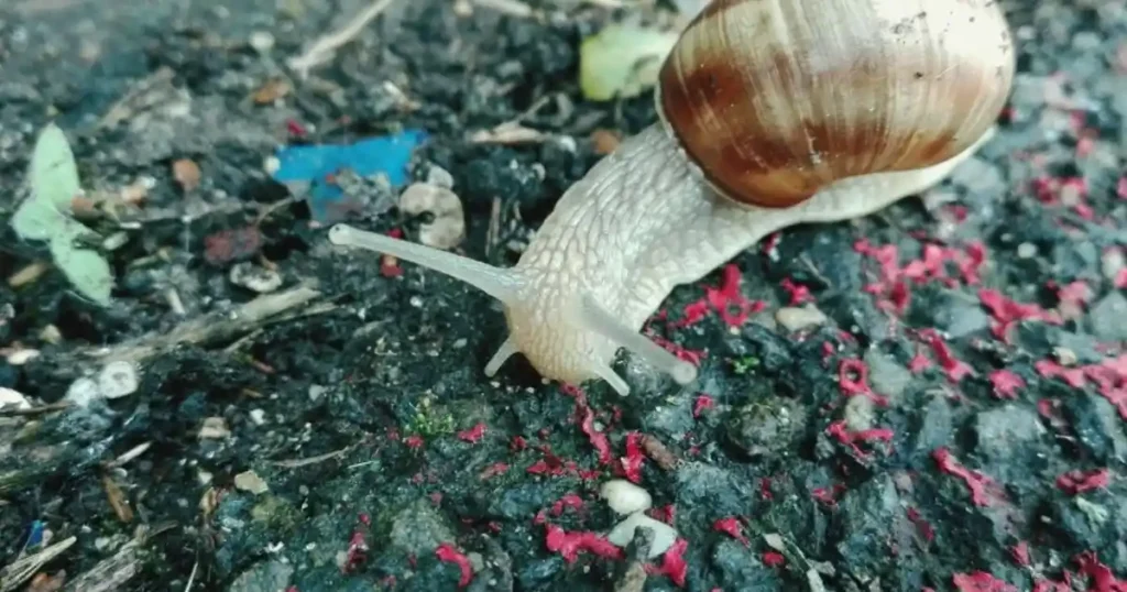 Garden snails