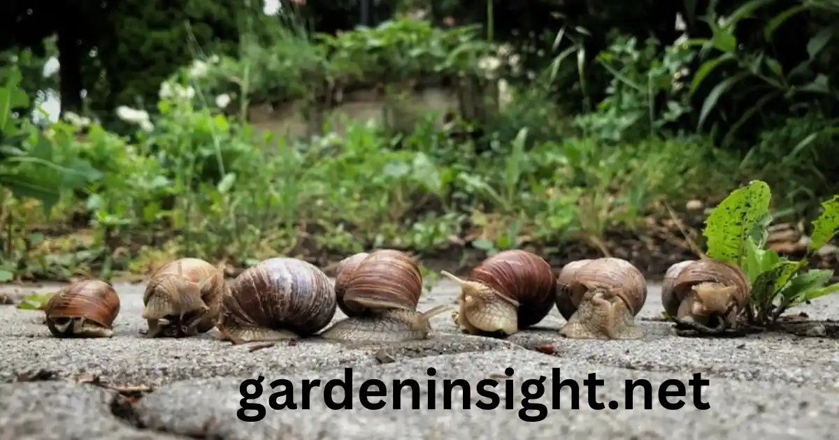 Garden snails