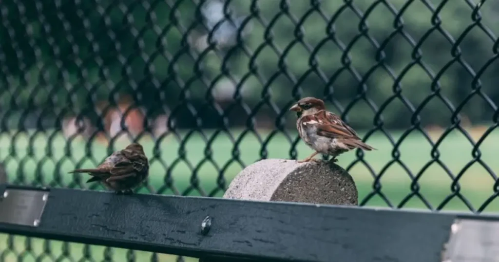 Protect Garden From Birds