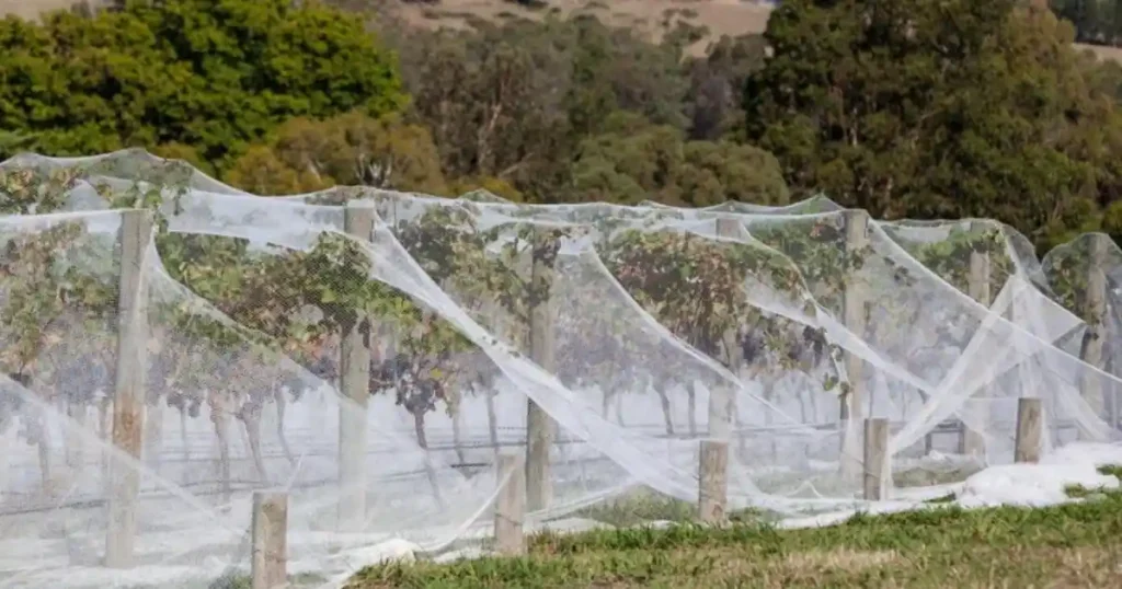 Protect Garden From Hail