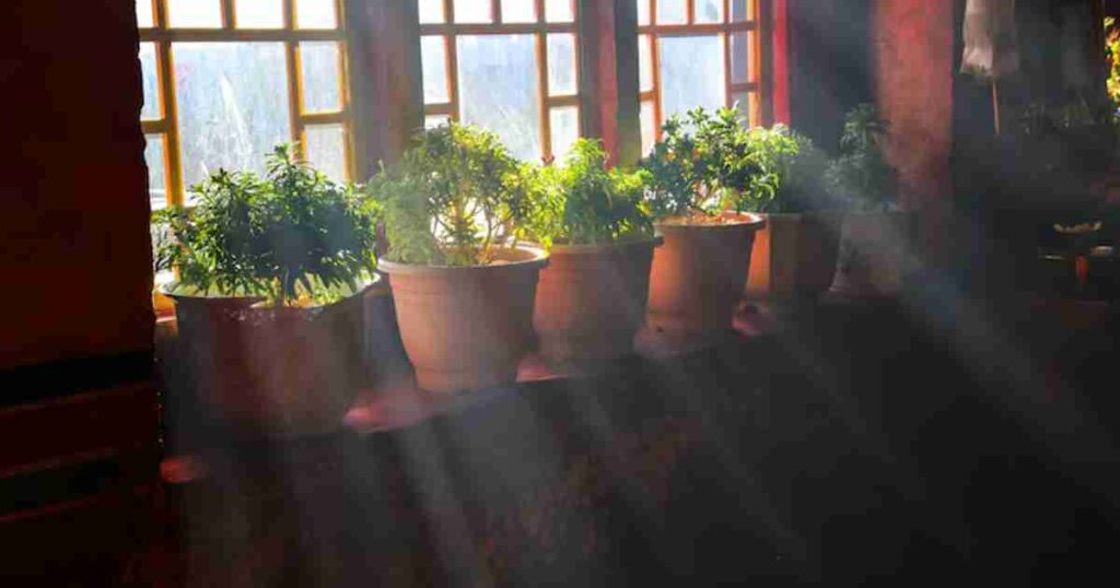 Gardening in Pots