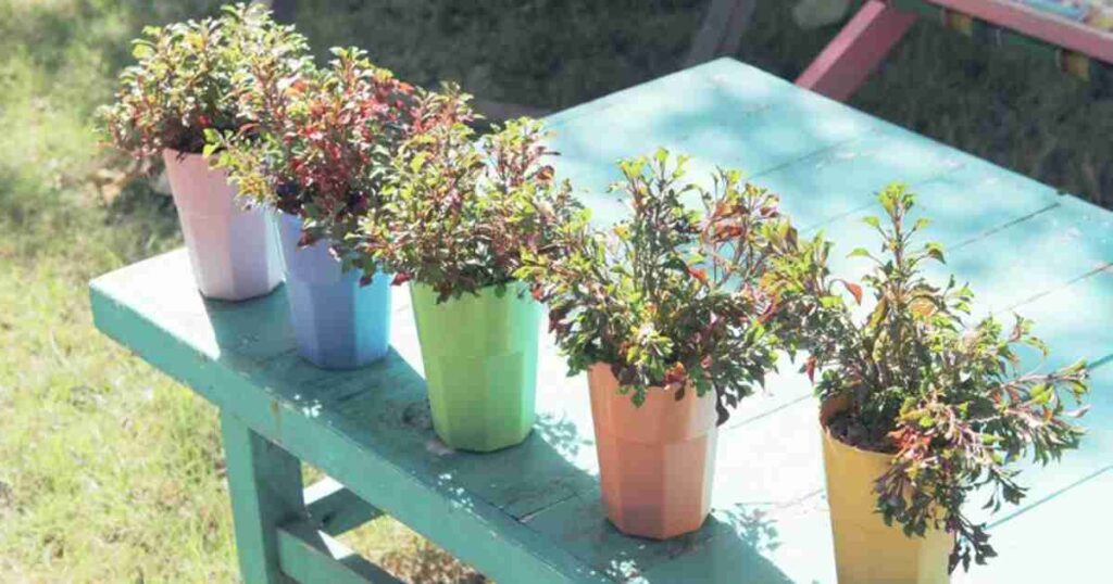 Gardening in Pots