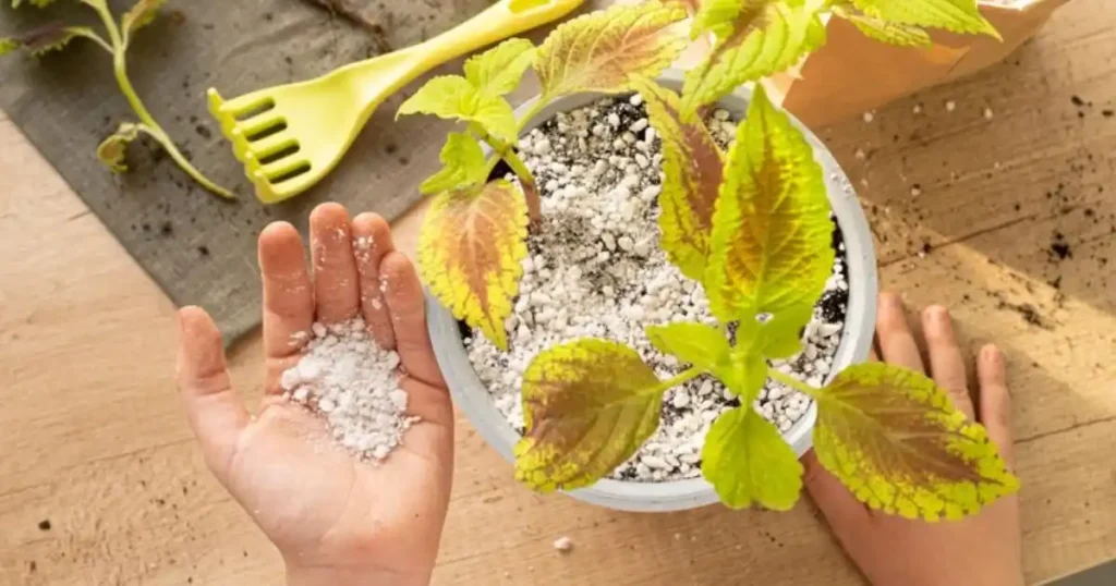 Epsom Salt For Gardening