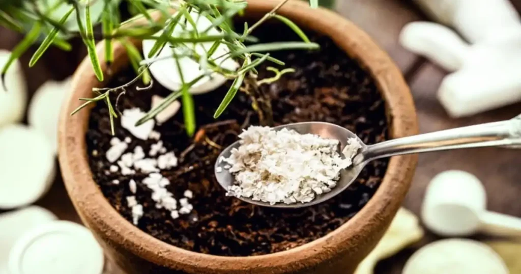 Epsom Salt For Gardening