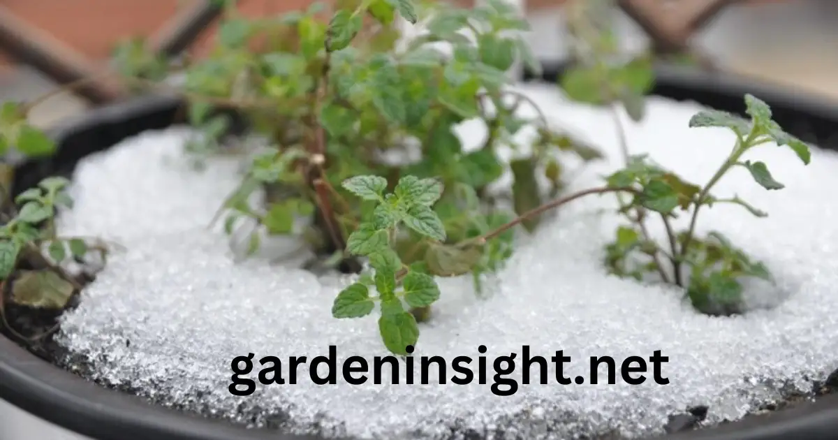 Epsom Salt For Gardening