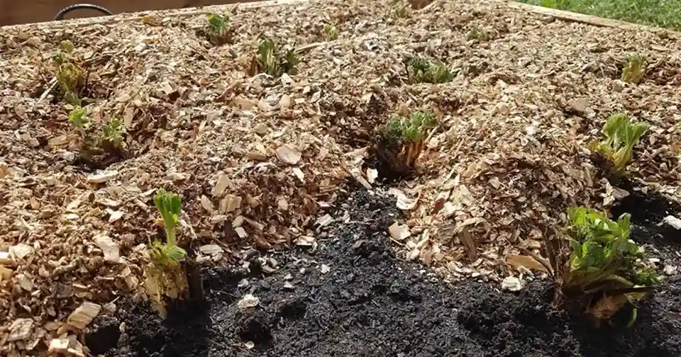 Garden with Mulch