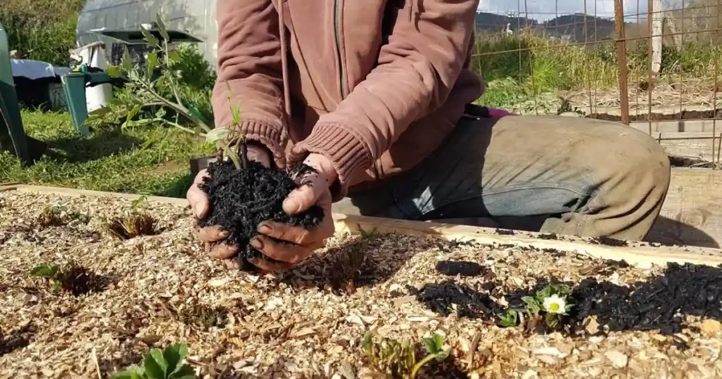 Garden with Mulch