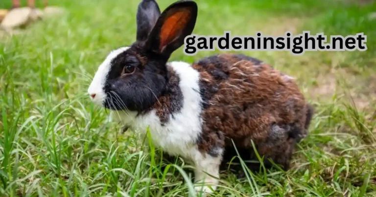 keep rabbits from eating grass