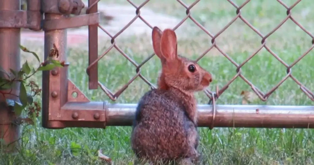 keep rabbits from eating grass