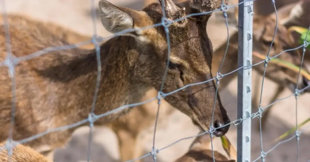 Protect Garden from Animals