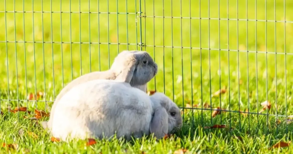 Protect Garden from Animals