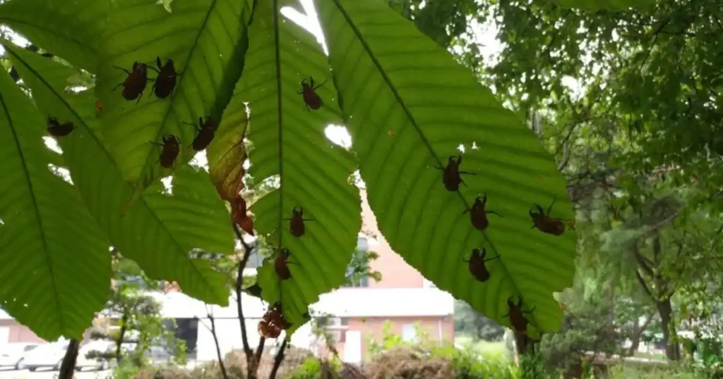 Protect Garden from Cicadas