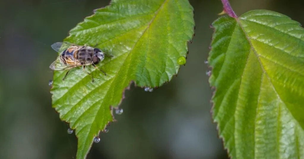 Protect Garden from Cicadas